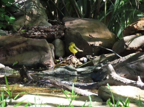 Quintana Neotropical Bird Sanctuary-Quintana必去景点