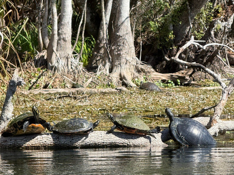 Silver Springs Kayaking LLC-Silver Springs必去景点