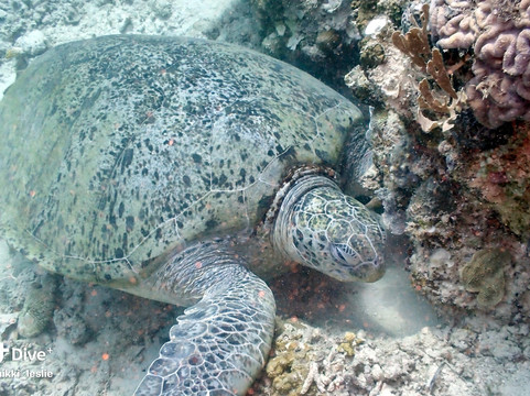 MANTA LIVEABOARDS-Coron Island必去景点