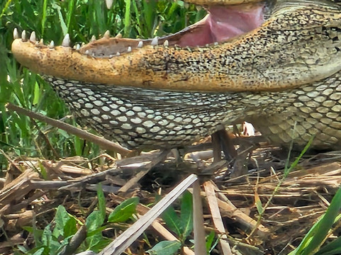 Airboat Express - Tours-Spanish Fort必去景点