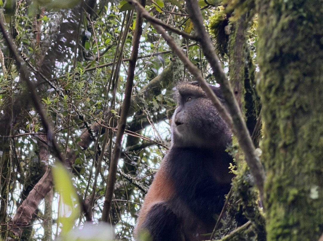 Albrieux Africa Tours Uganda Ltd-坎帕拉必去景点