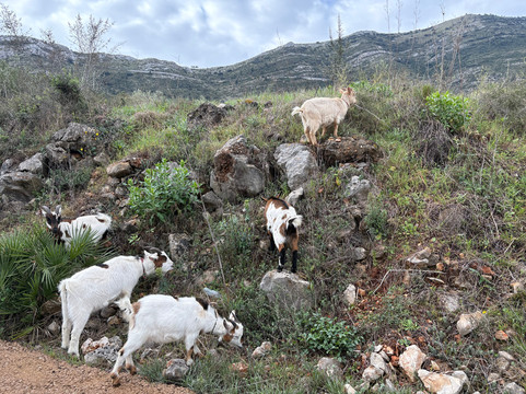 Euro Goat Trekkers-Tarbena必去景点