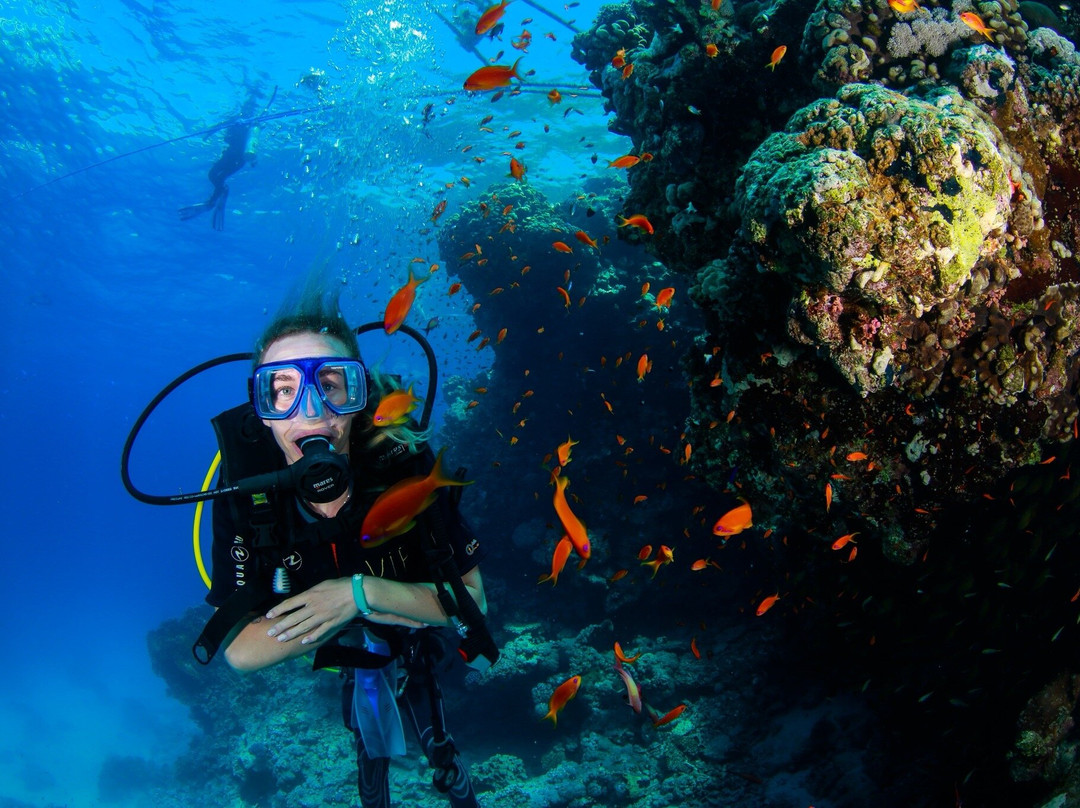 VIP Diving College-沙姆沙伊赫必去景点