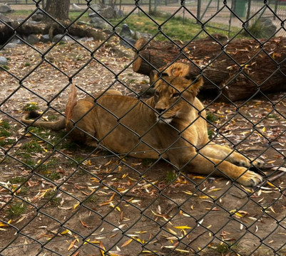 Zoológico Nacional de Chile-圣地亚哥必去景点