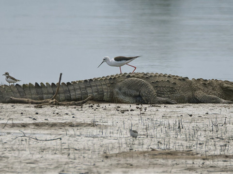 Prabath Safari-乌达瓦拉瓦必去景点