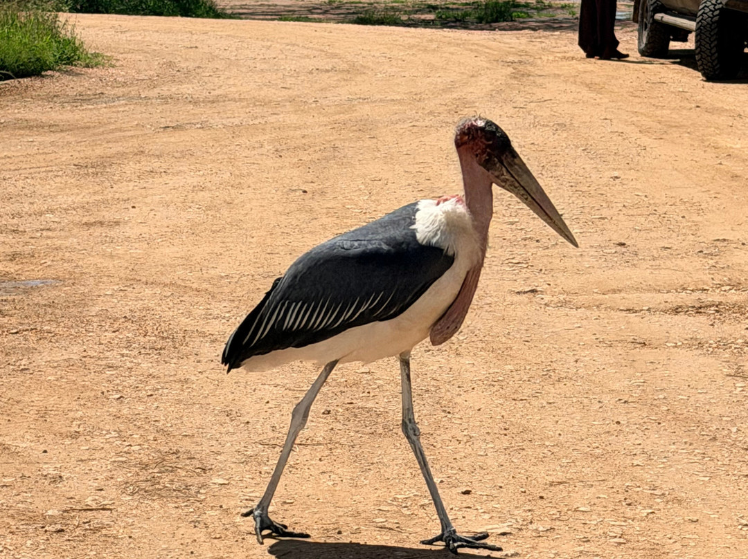 Tanzania Roadside Expeditions-阿鲁沙必去景点