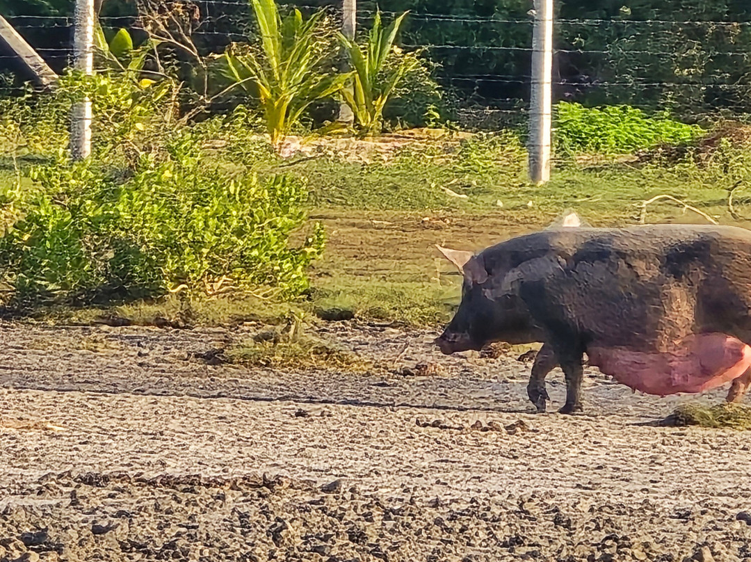 Kalametiya Bird Watching & Ecotourism-Kalametiya必去景点