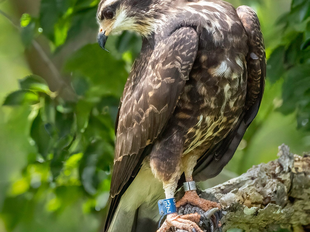 St. John's River Eco Tours, LLC-DeBary必去景点