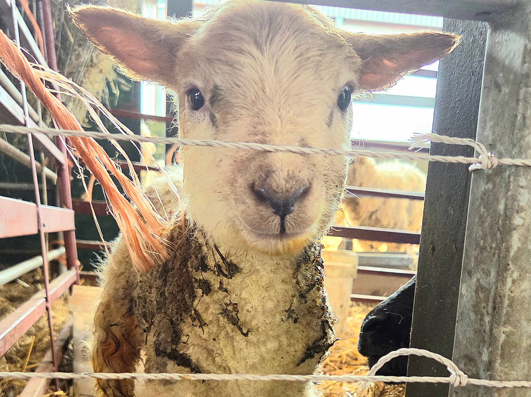 Lower Drayton Farm-Penkridge必去景点