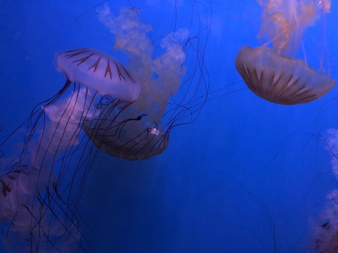 奥杜邦昆虫博物馆-新奥尔良必去景点