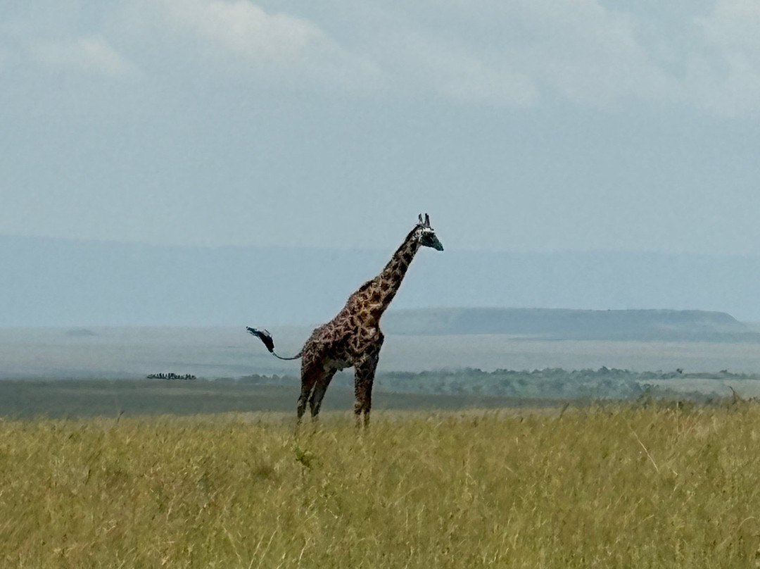 HIDAYA AFRICA TOURS AND TRAVEL-纳库鲁必去景点