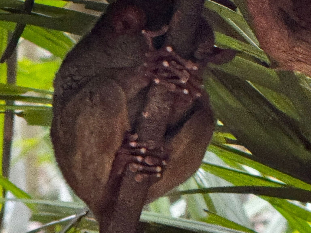 眼镜猴保护区-Bilar必去景点