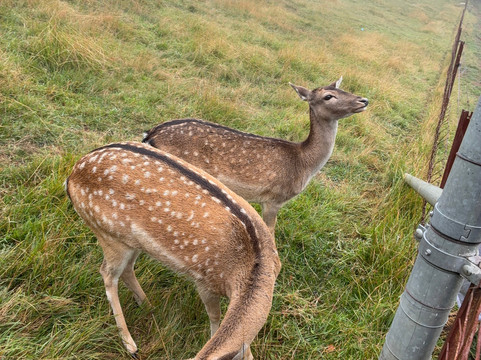 Kenzell Farm-Oberon必去景点