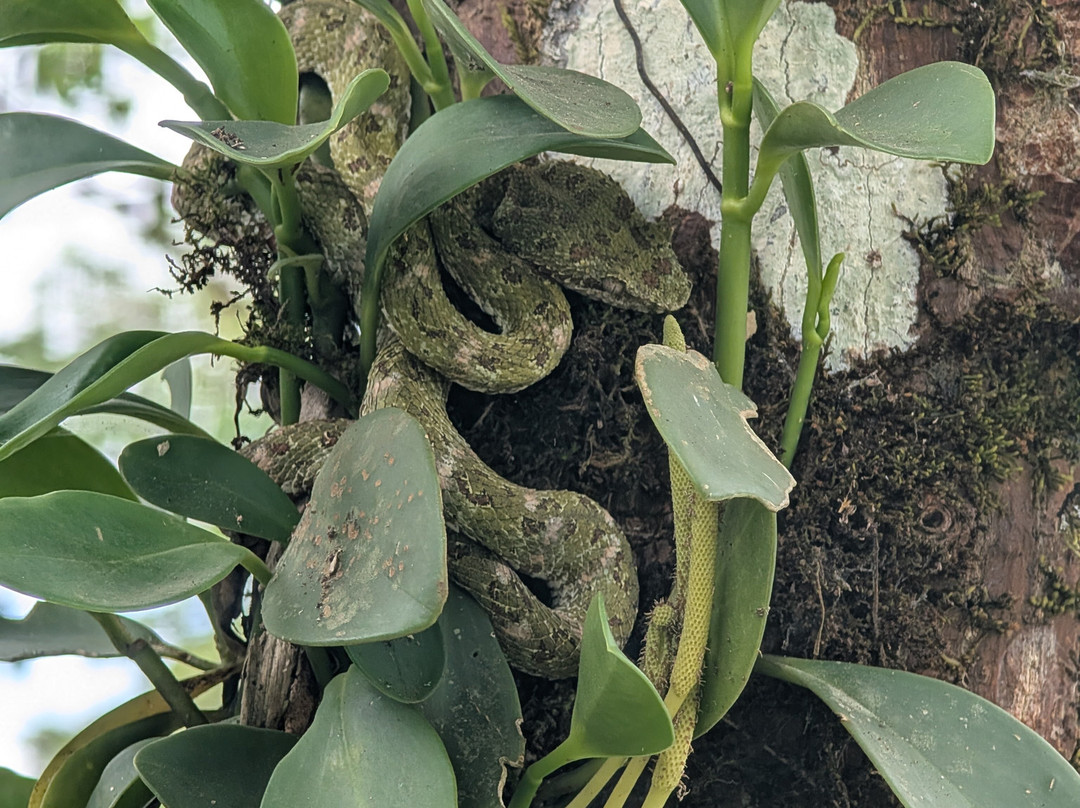 Cafe & Cacao Tour Bijagua-Bijagua de Upala必去景点