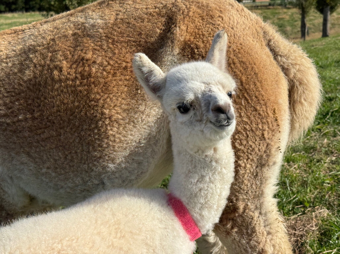 Kepler Mountain View Alpacas-马纳普里必去景点