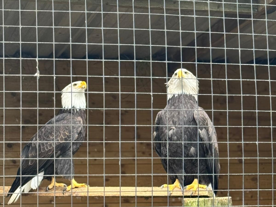 Cheshire Falconry-Northwich必去景点