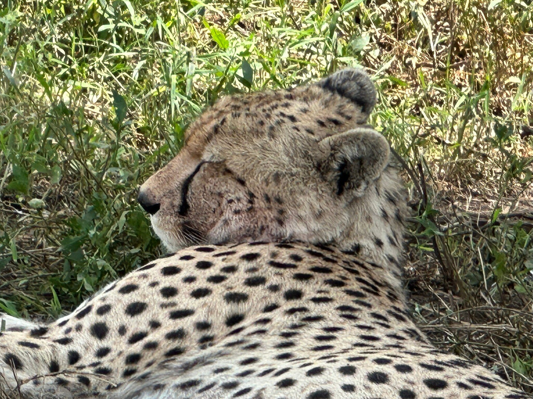 Thomson Safaris-塞伦盖蒂国家公园必去景点