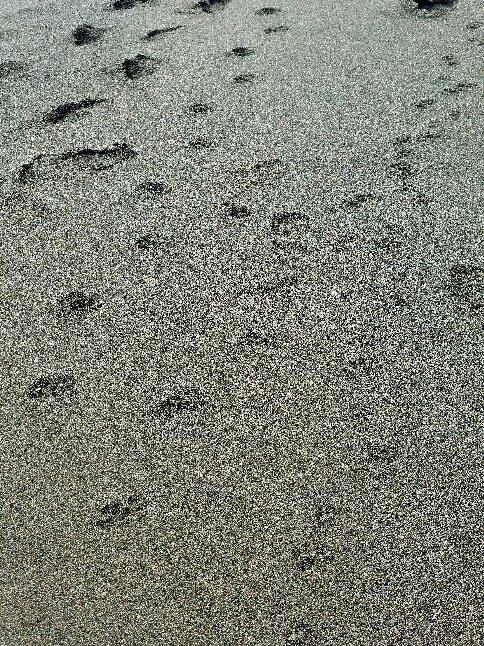 Surcos Tours-希门尼斯港必去景点