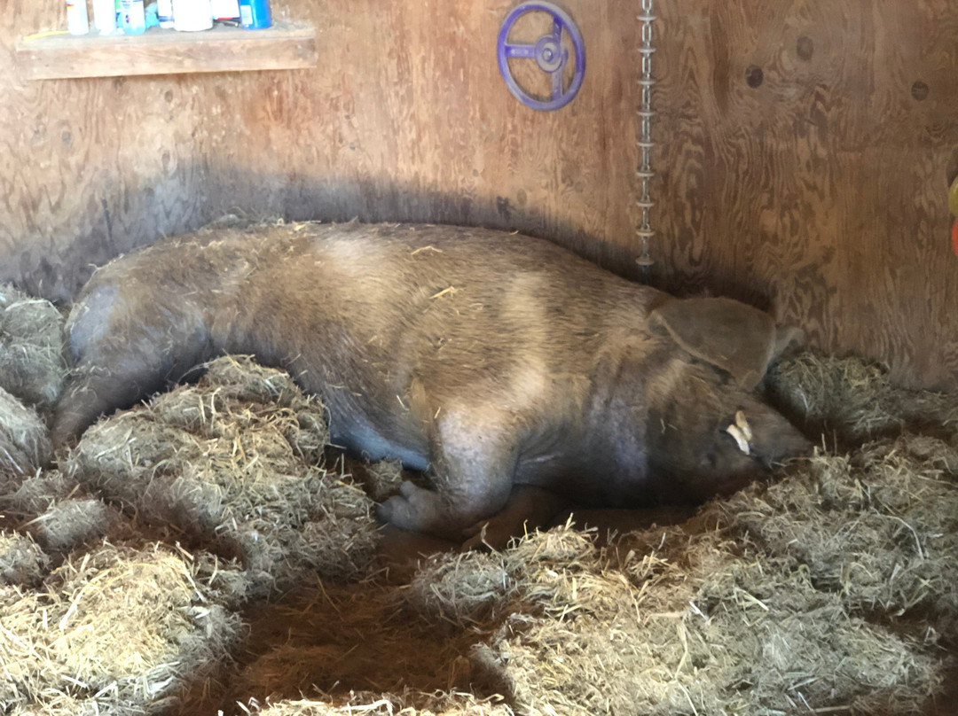Farm Sanctuary-ACTON)必去景点