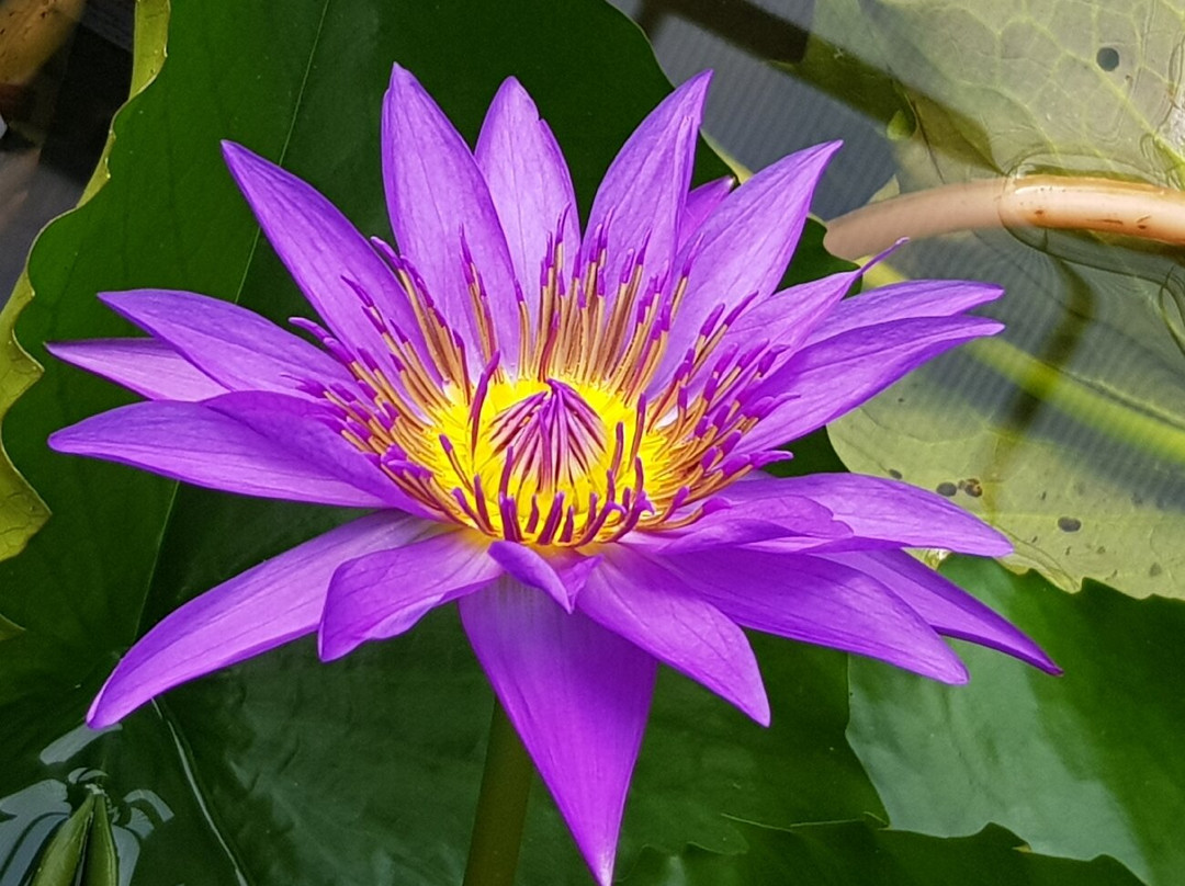 Botanical Garden, Bonn-波恩必去景点