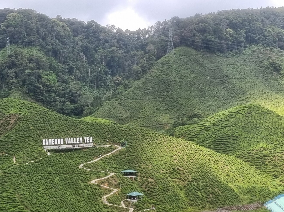 Cameron Bharat Tea Estate-丹那拉塔必去景点