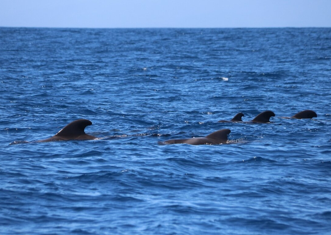 Atlantic Eco Experience | Whale Watching Tenerife-奥德杰海岸必去景点
