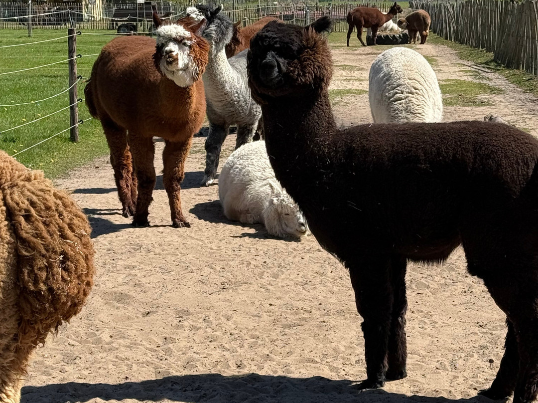 Alpaca Enzo-Wittelte必去景点