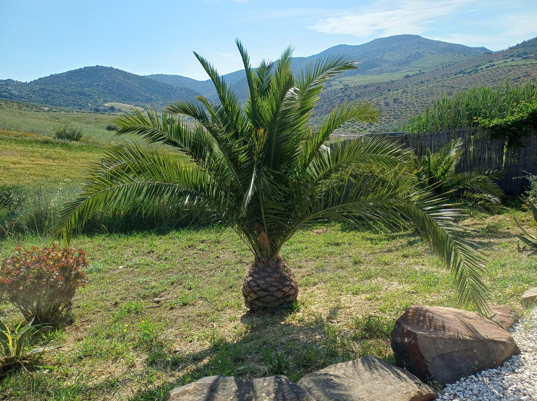 Boutique B&B Cortijo Valverde Álora主图