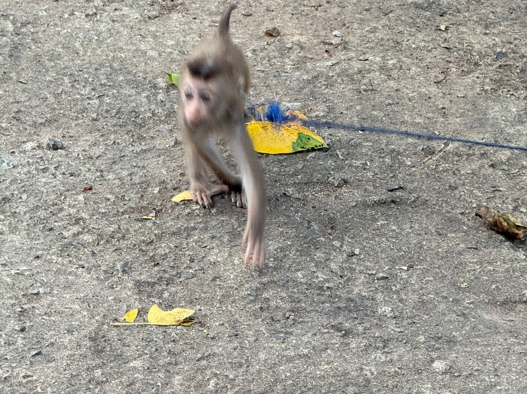 Samui Monkey Centre-利巴诺伊必去景点