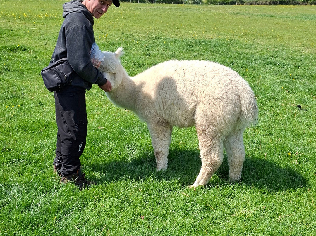 Middle England Farm Alpacas-Henley in Arden必去景点