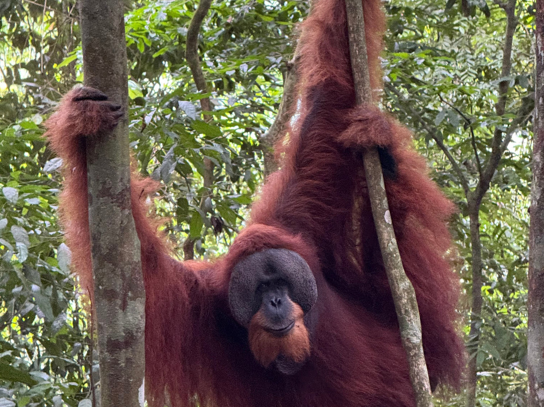 Trekking Orangutan Sumatra-武吉拉旺必去景点