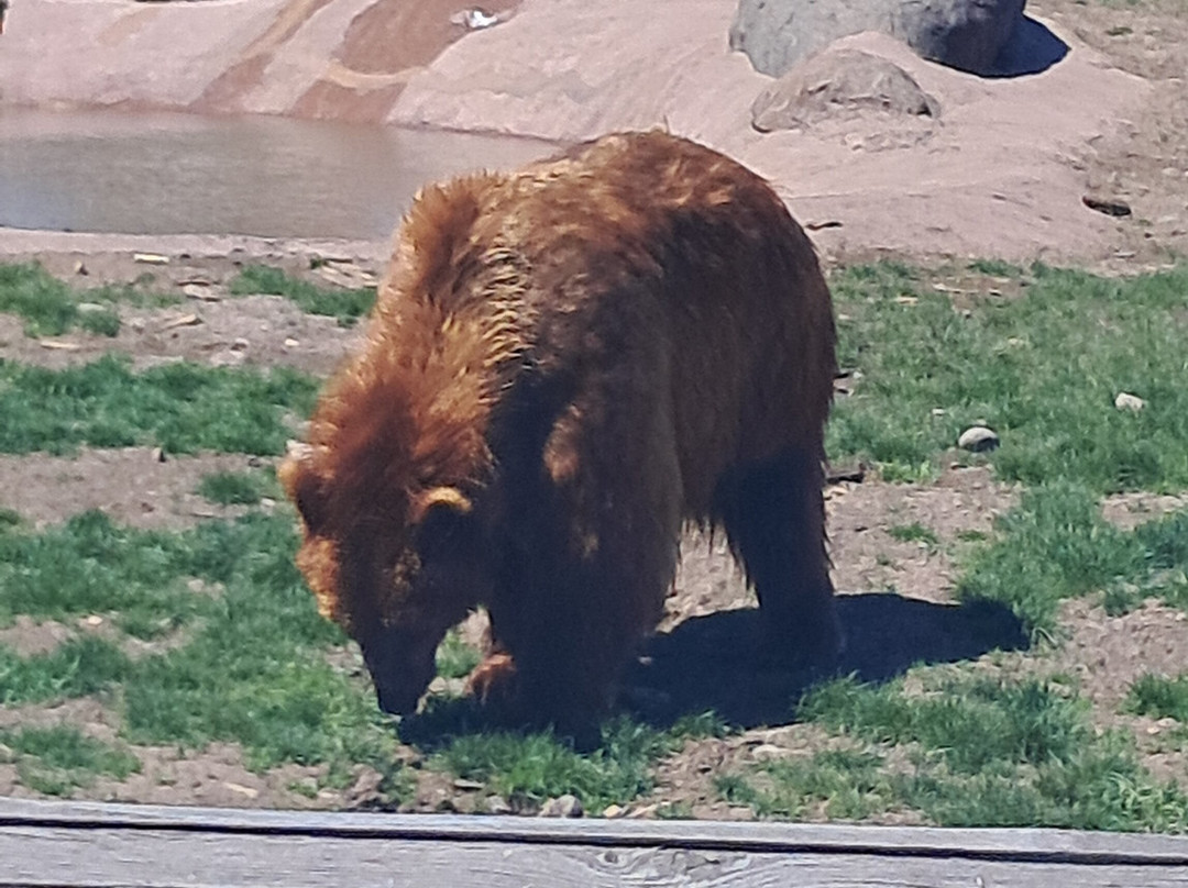 Montana Grizzly Encounter-博兹曼必去景点