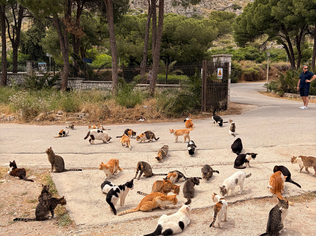 Kallithea Cats-Kallithea必去景点