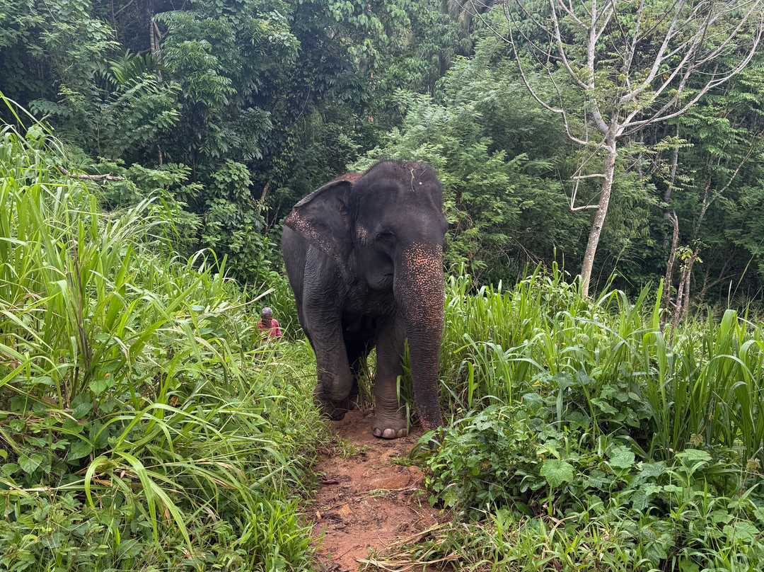Elephant Freedom Project-凯格勒 必去景点