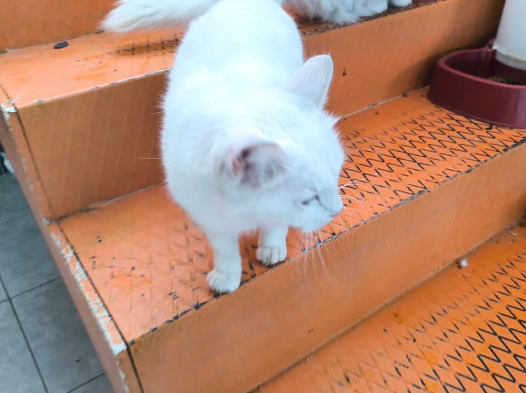 House of Van Cats-Van必去景点