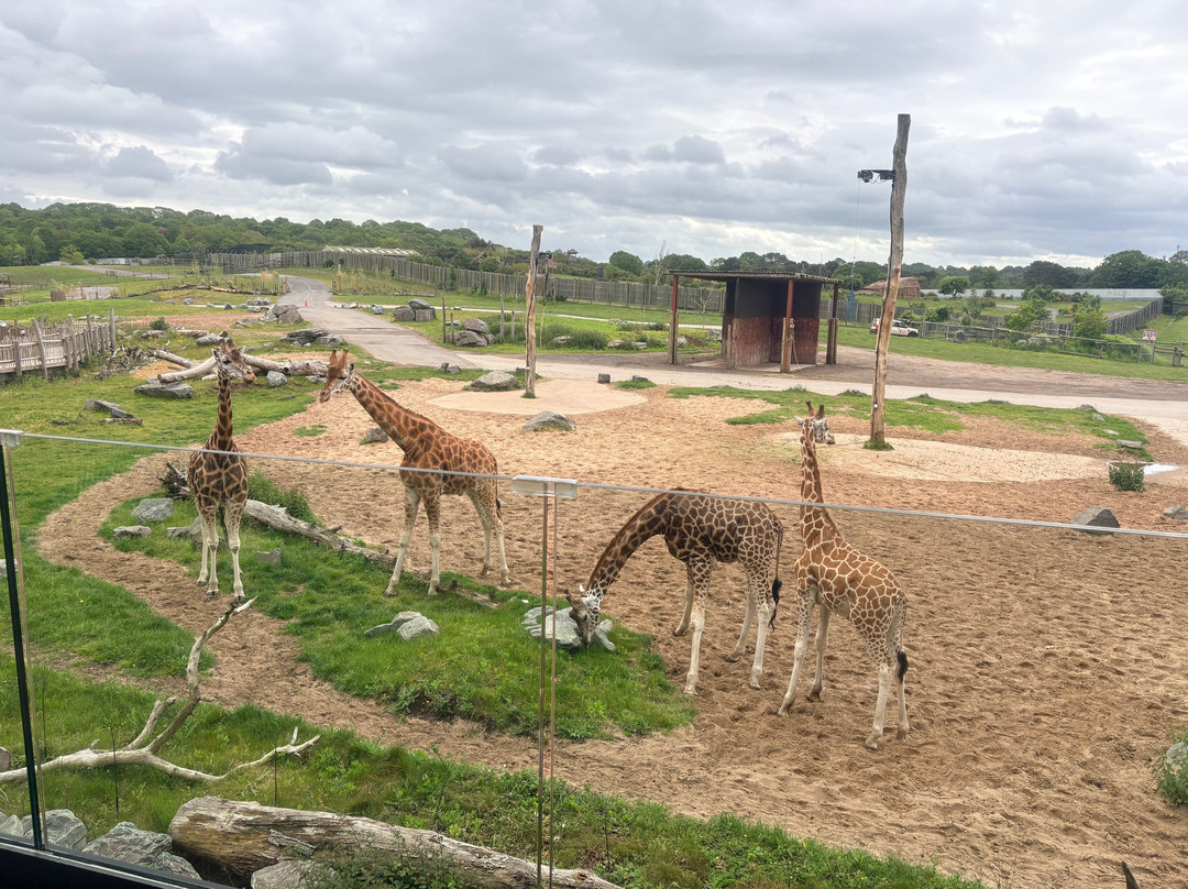 Safari Lodges At West Midlands Safari Park主图