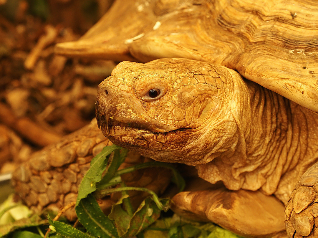 Amazon World Zoo Park-桑当必去景点