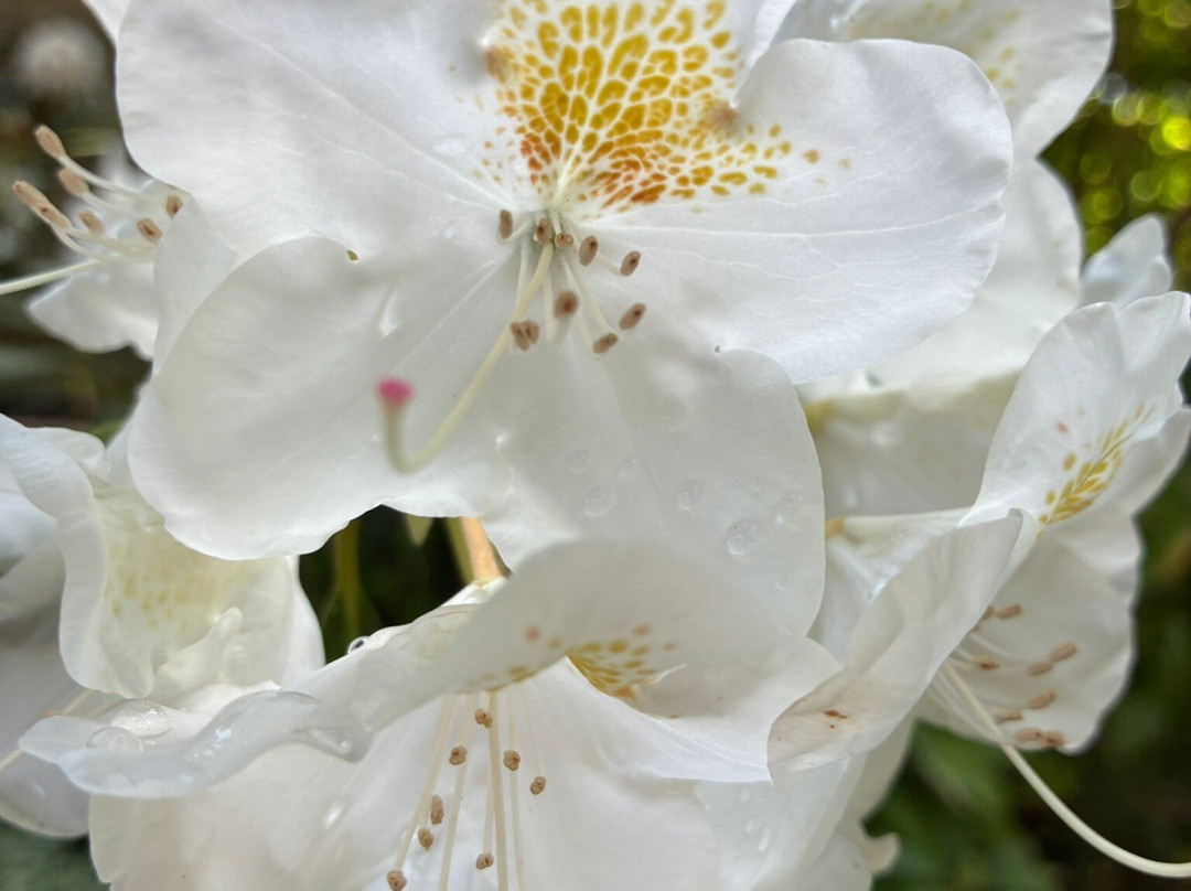 Belmonte Arboretum Wageningen-瓦赫宁恩必去景点