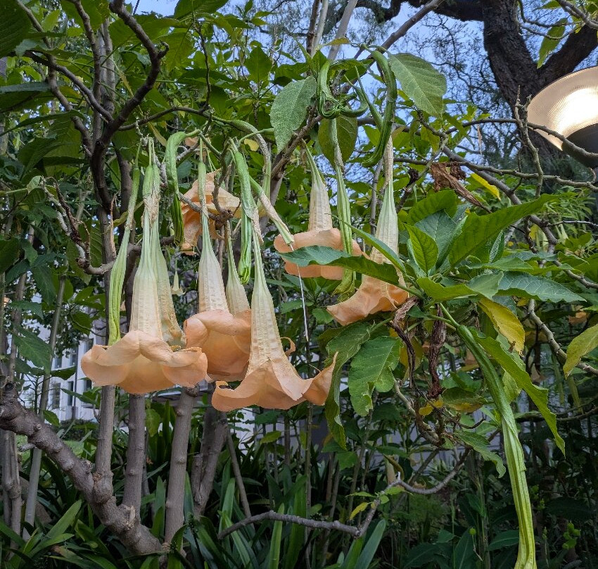 Parque de Santa Catarina-沙尔必去景点