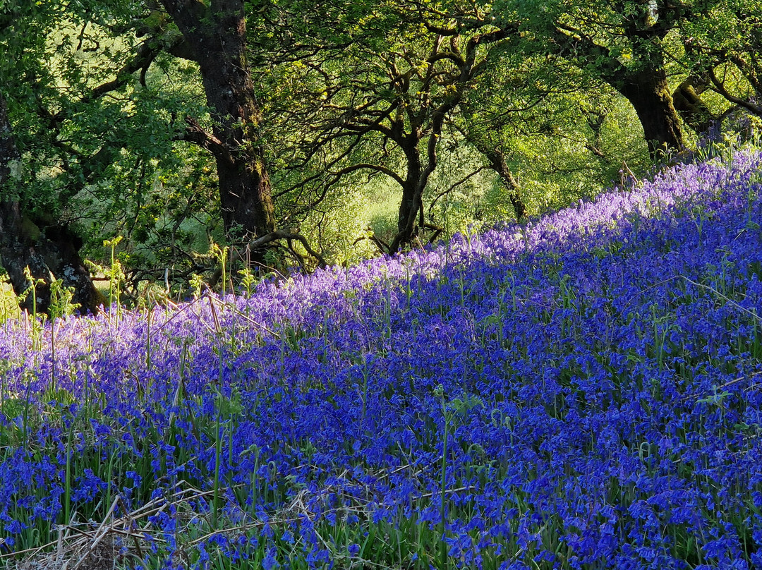 Angus's Garden, Barguillean-Taynuilt必去景点