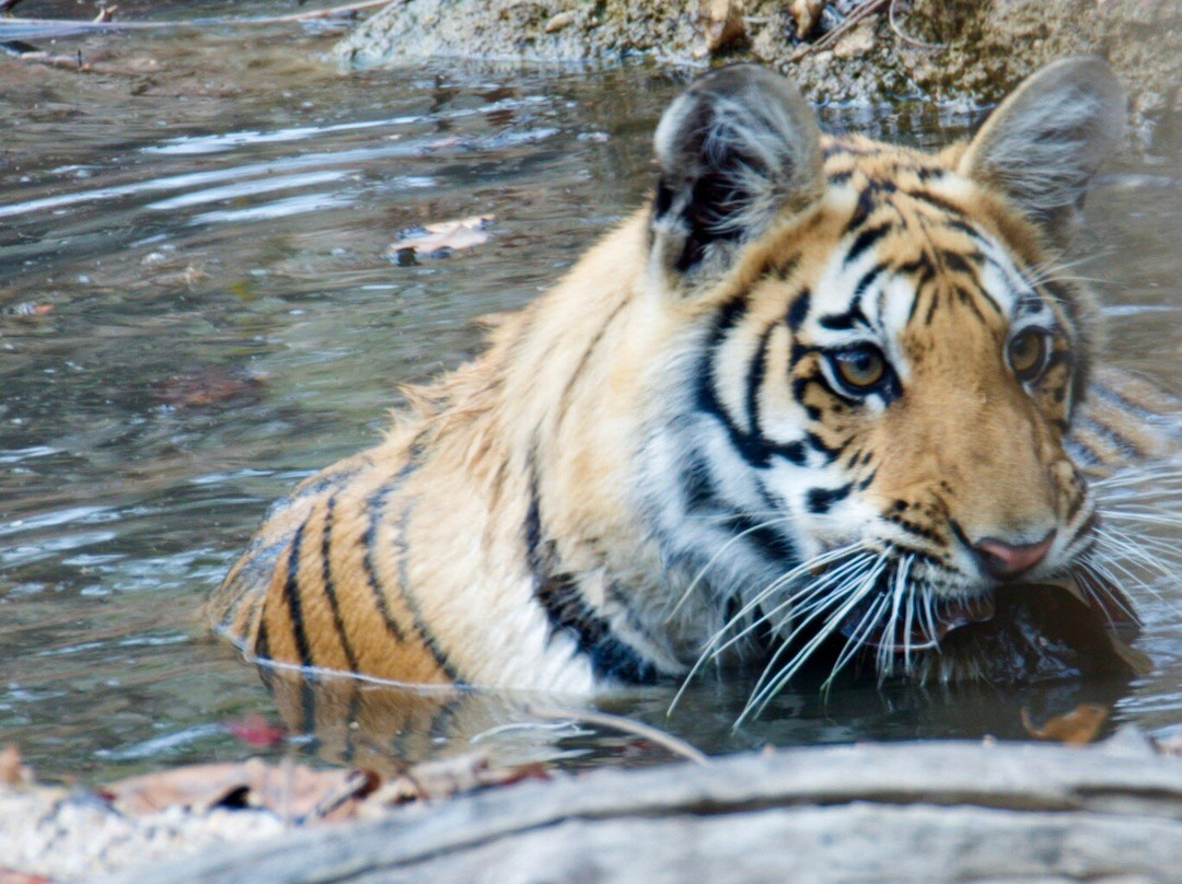 Pench Tiger Reserve-Kohka必去景点