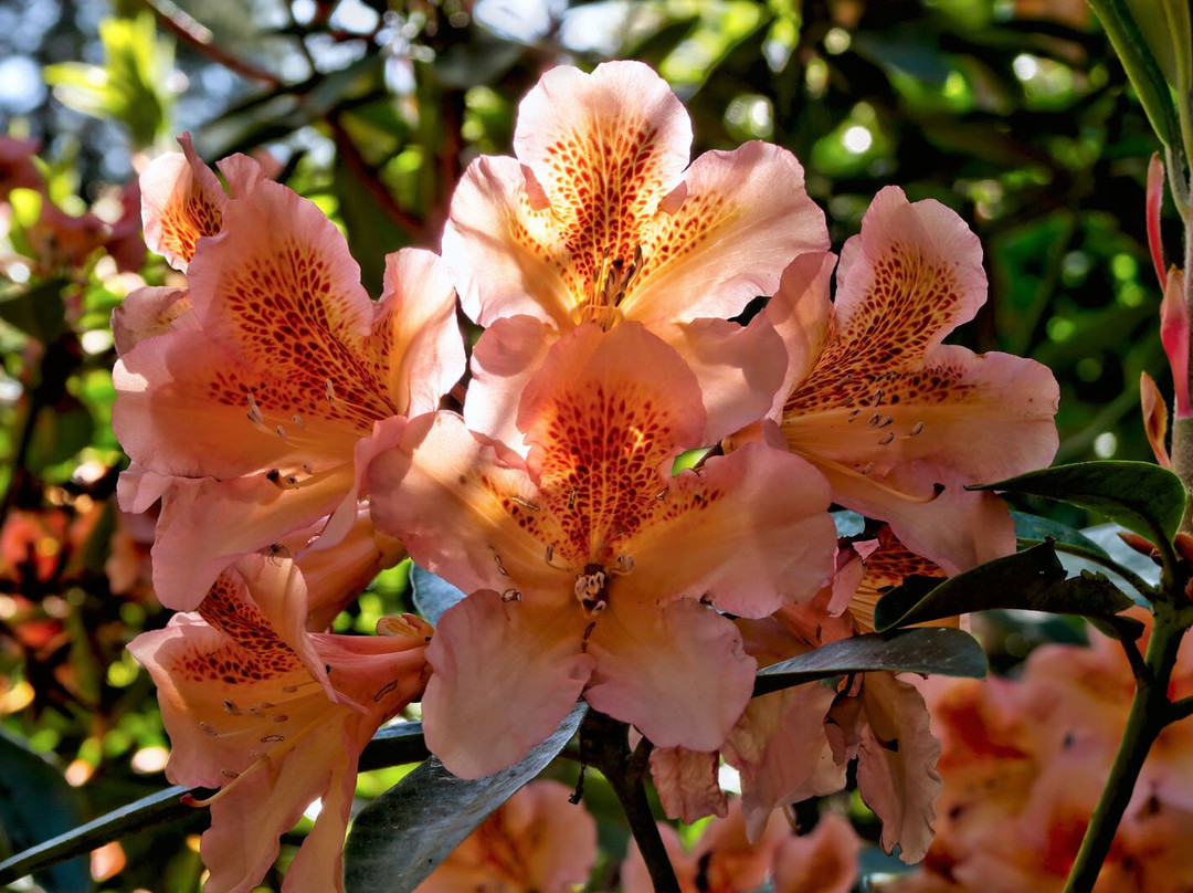 Bowood Woodland Garden-Calne必去景点