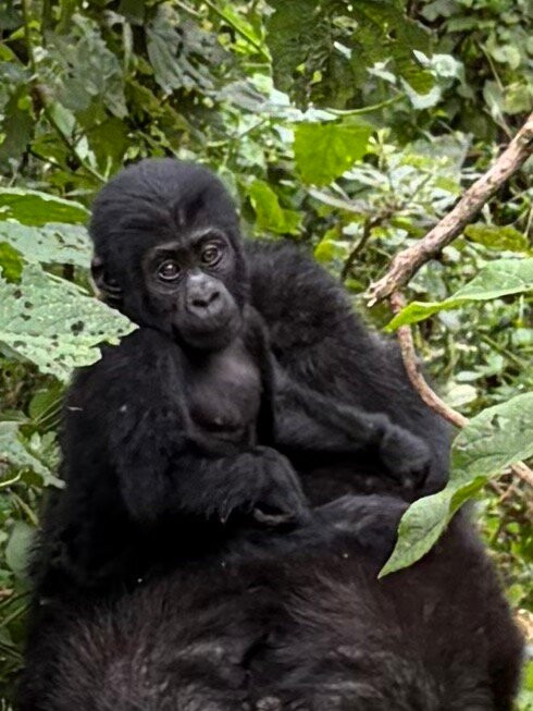 Bwindi Impenetrable Forest-Western Region必去景点