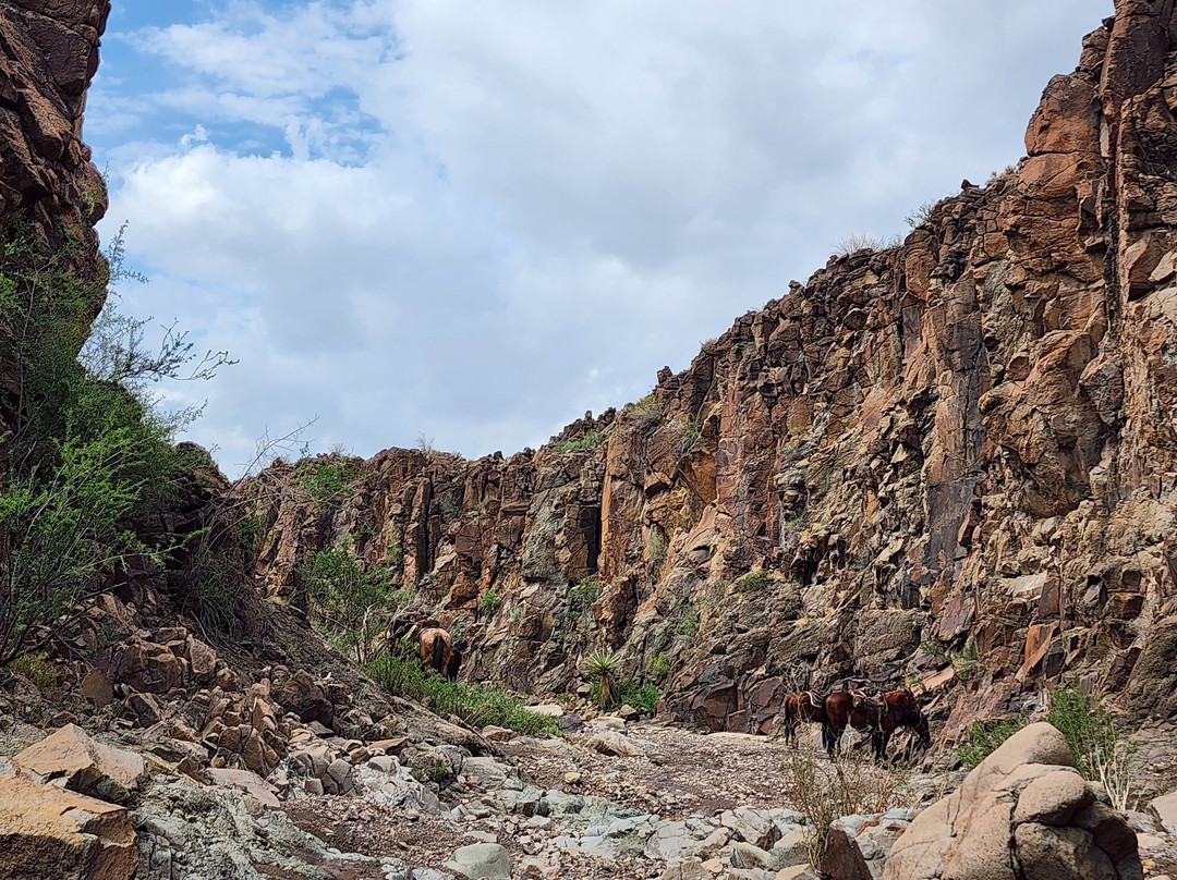 Big Bend & Lajitas Stables-Terlingua必去景点