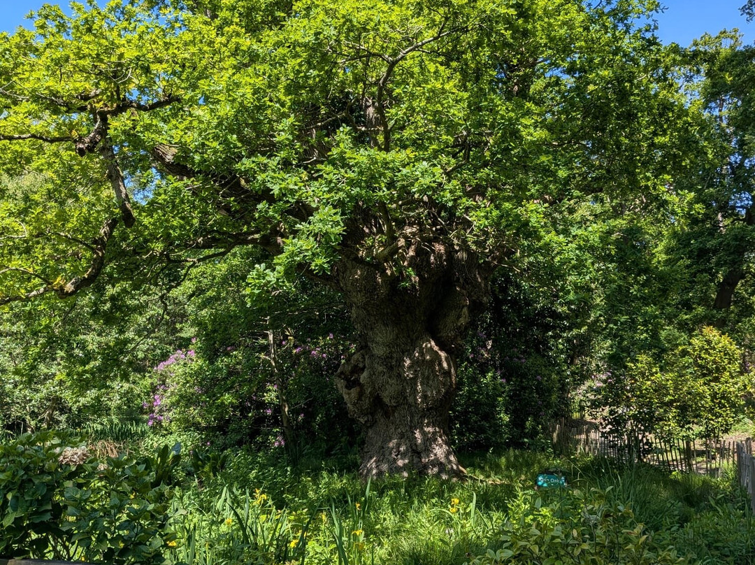 Fairhaven Woodland and Water Garden-South Walsham必去景点