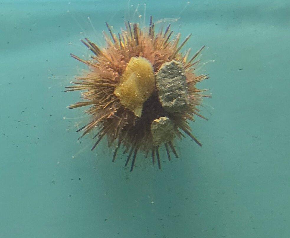 Lyme Regis Marine Aquarium-莱姆里杰斯必去景点