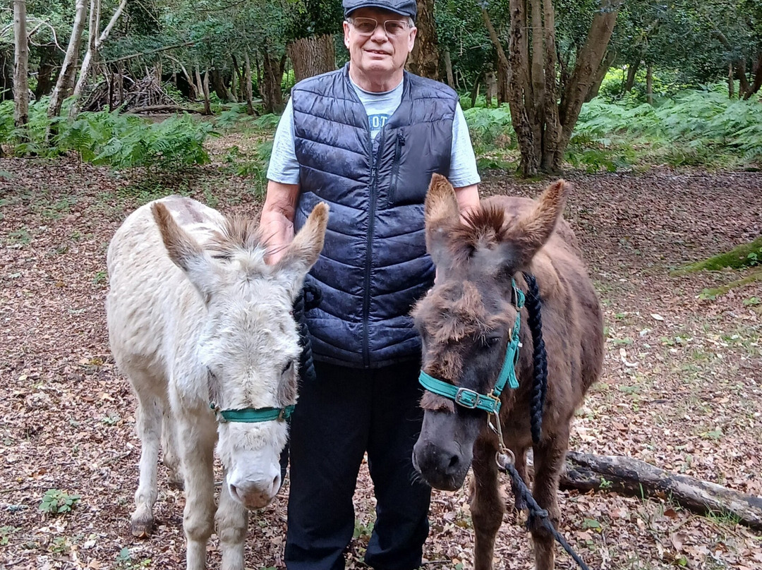 Brockenhurst Donkey Walks-Brockenhurst必去景点