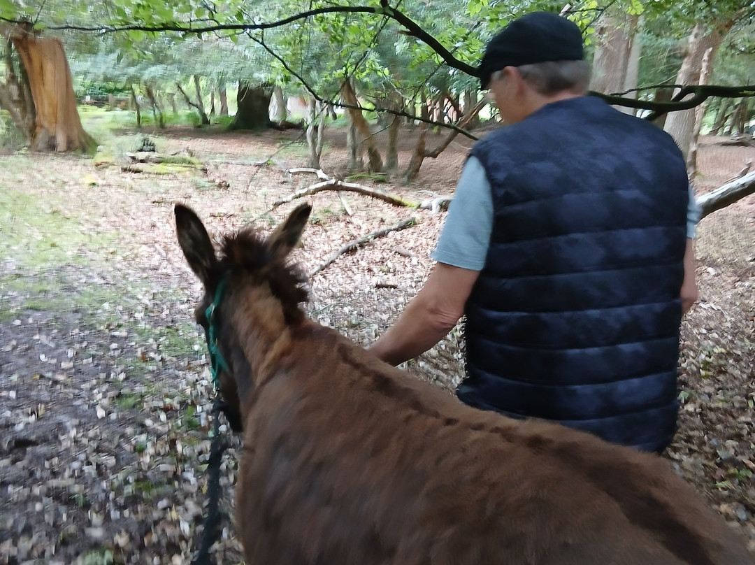 Brockenhurst Donkey Walks-Brockenhurst必去景点