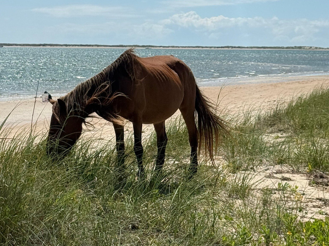 Shackleford Banks-Harkers Island必去景点