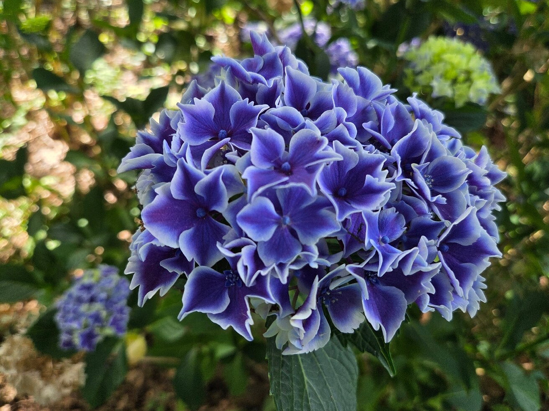 Circuit des Hortensias-Ploermel必去景点